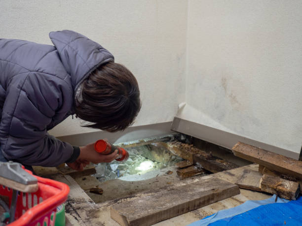 Professional Mold Removal in Independence, MO