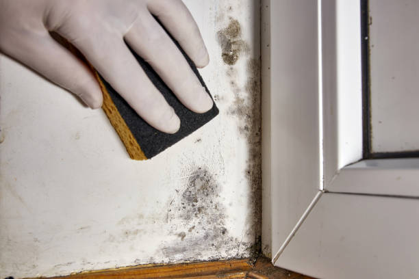 Dehumidification Services in Independence, MO